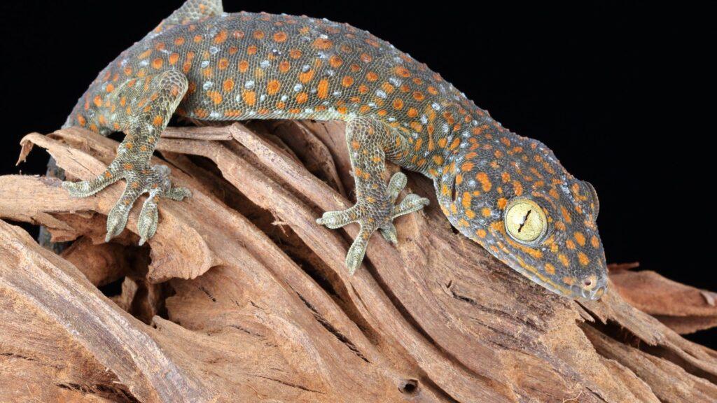 dark tokay gecko