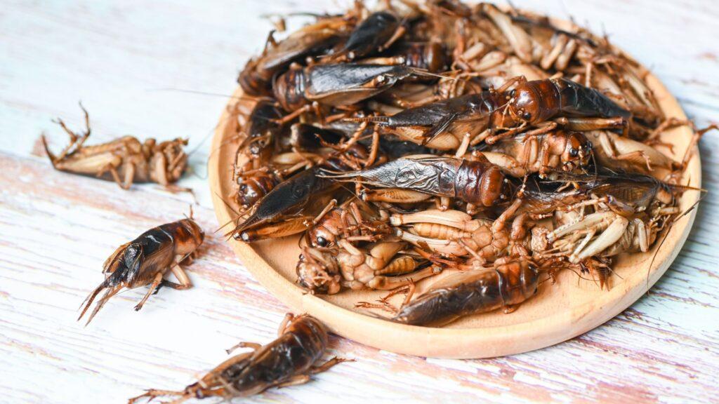 dead crickets