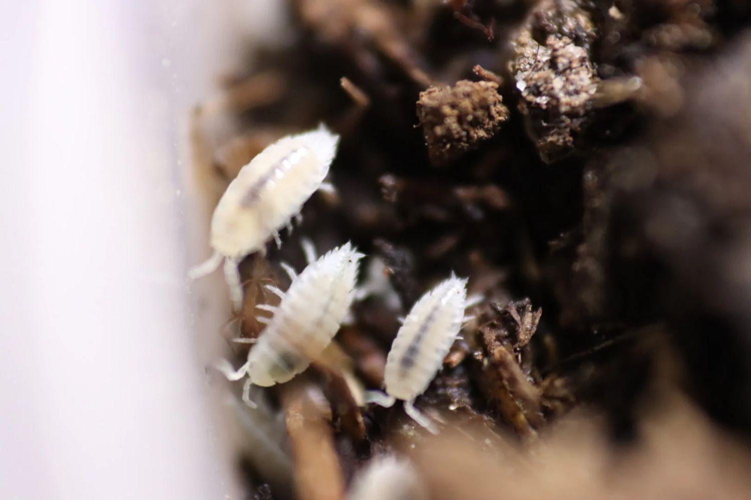 6 Best Isopods for Tokay Gecko Enclosure/Terrariums 2023 Pet Engineers