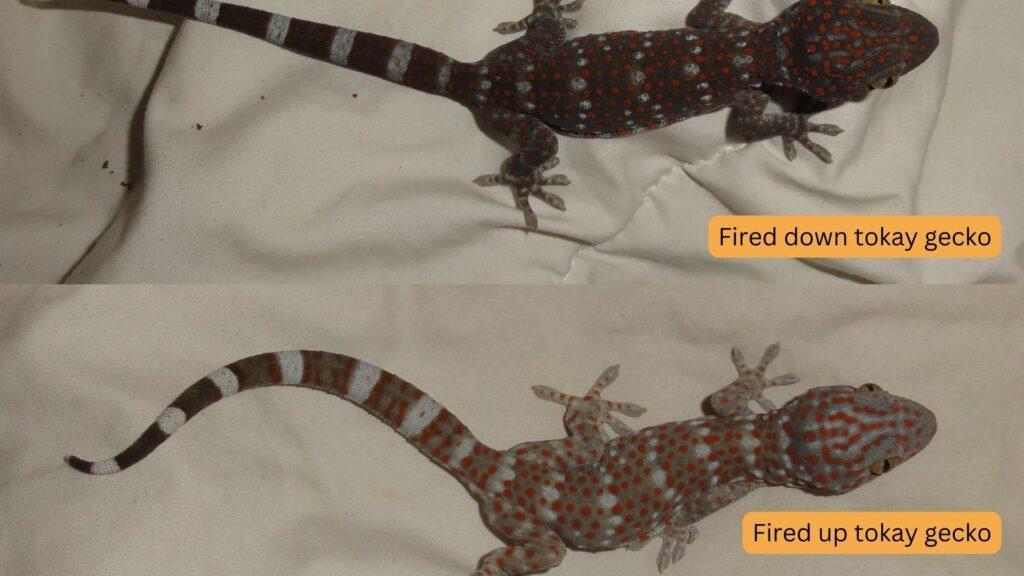 fired up and down tokay gecko