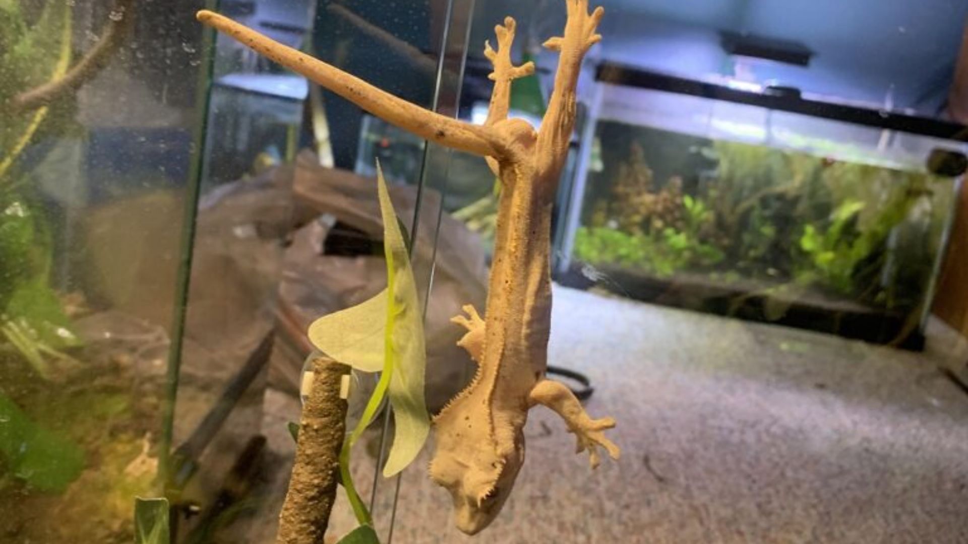 floppy tail syndrome case in crested geckos