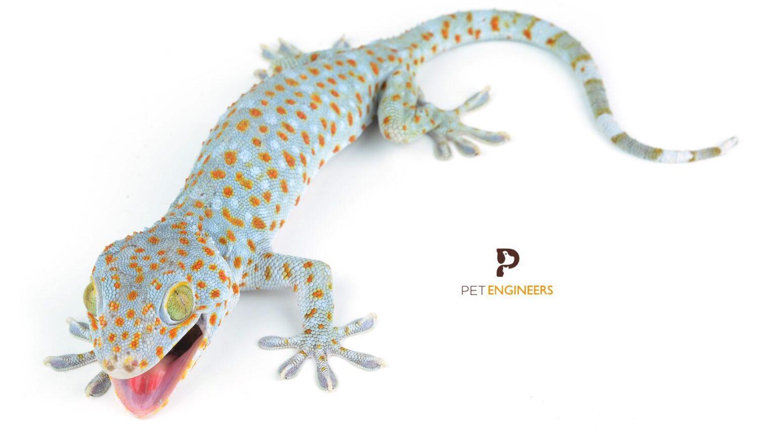 Tokay Gecko Fruit Feeding Guide 101 Can Tokay Geckos Eat Fruit? Pet