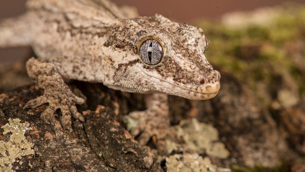 gargoyle gecko
