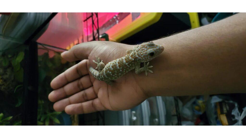 handling a tokay gecko