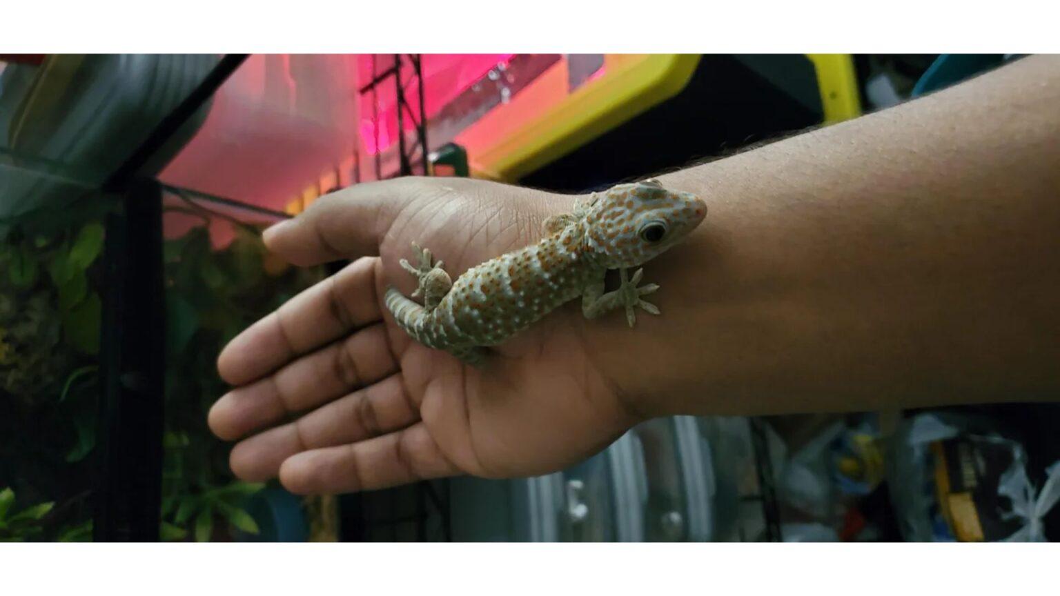 Tokay Gecko Tail Drop Your Guide For 2024 Pet Engineers