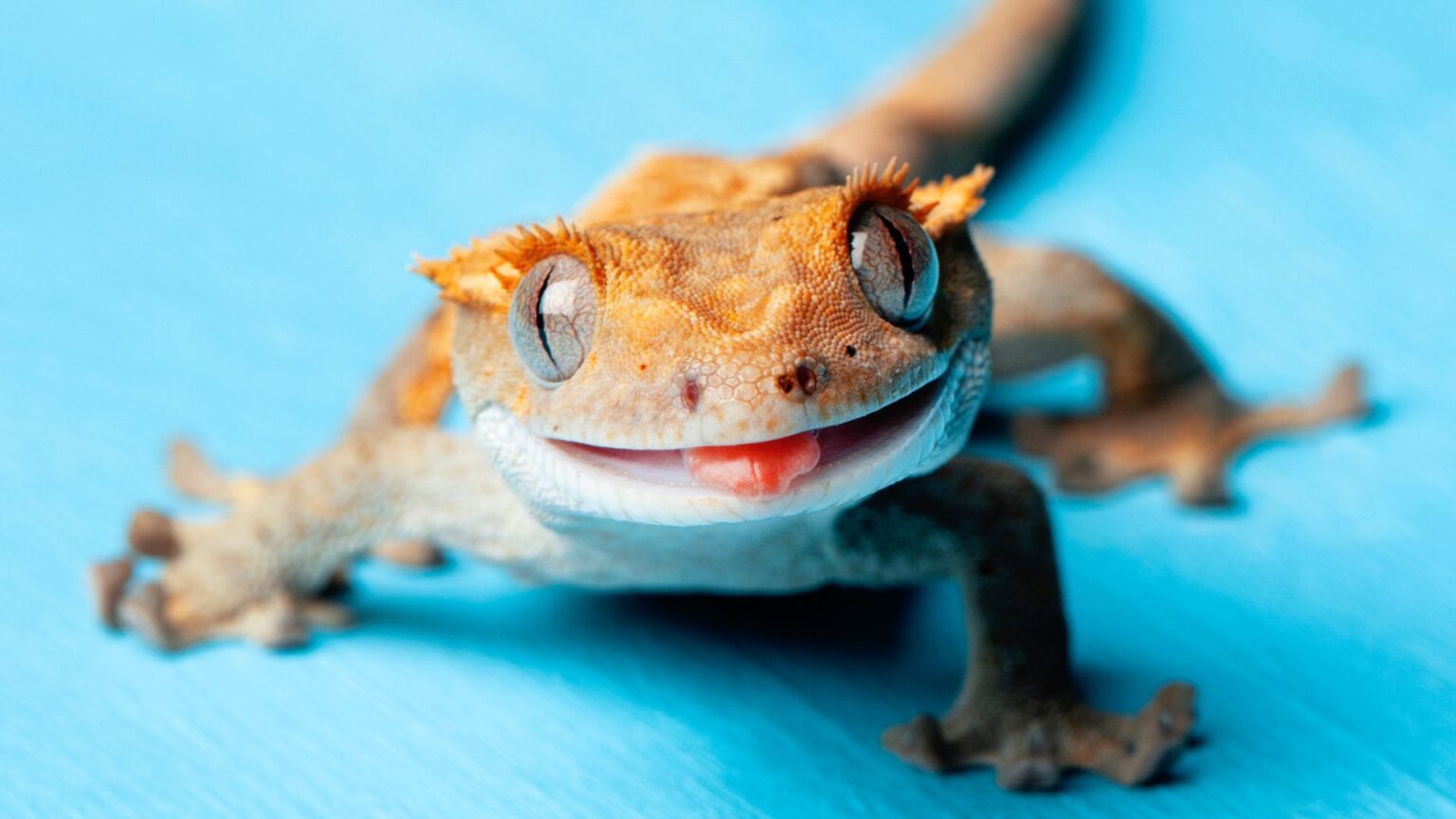 Here's What Crested Gecko Sounds and Noises Mean Pet Engineers