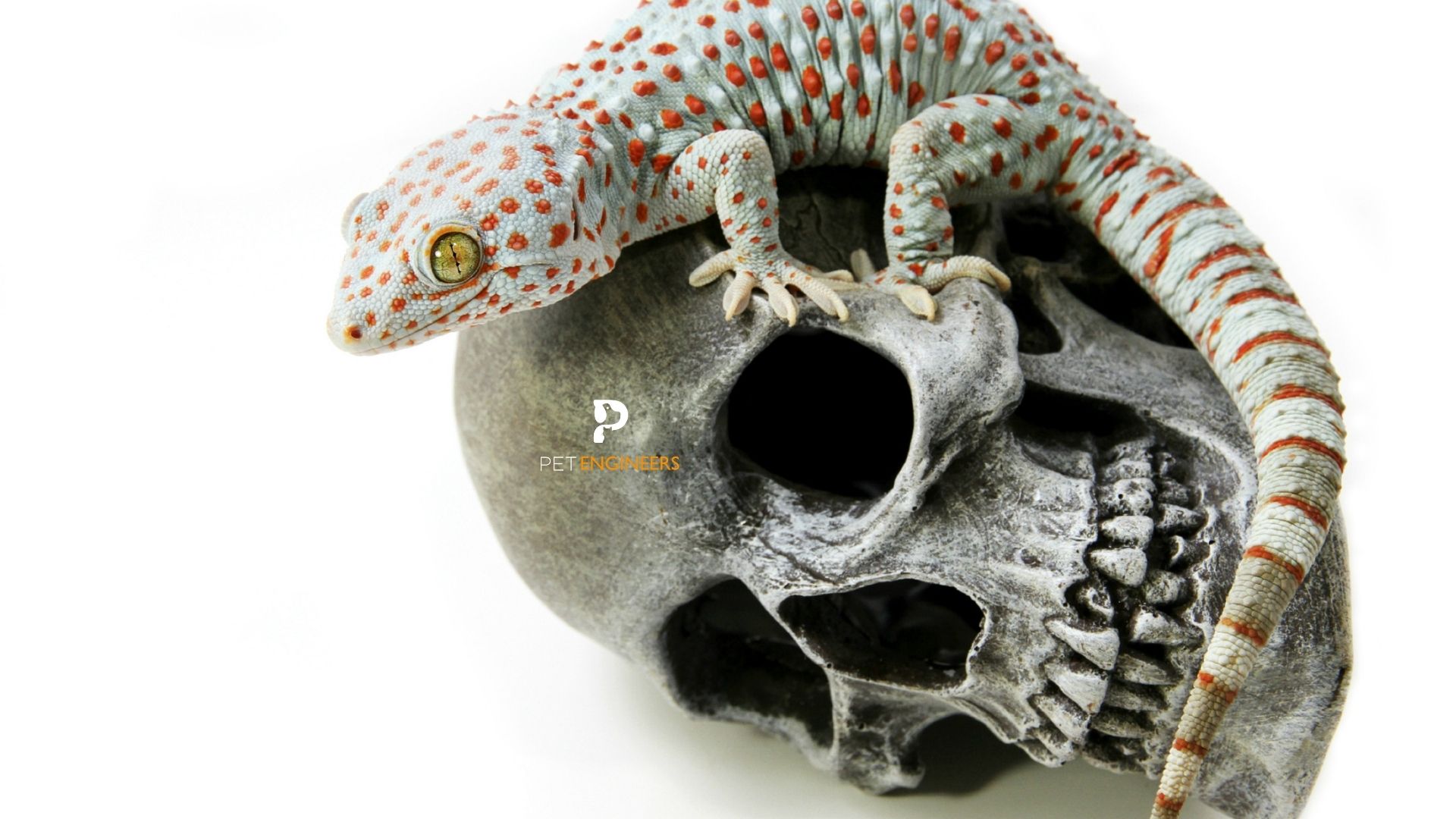 how to tokay geckos survive