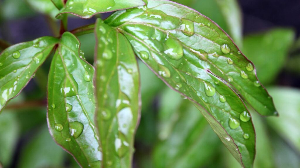 leaves with water droplets