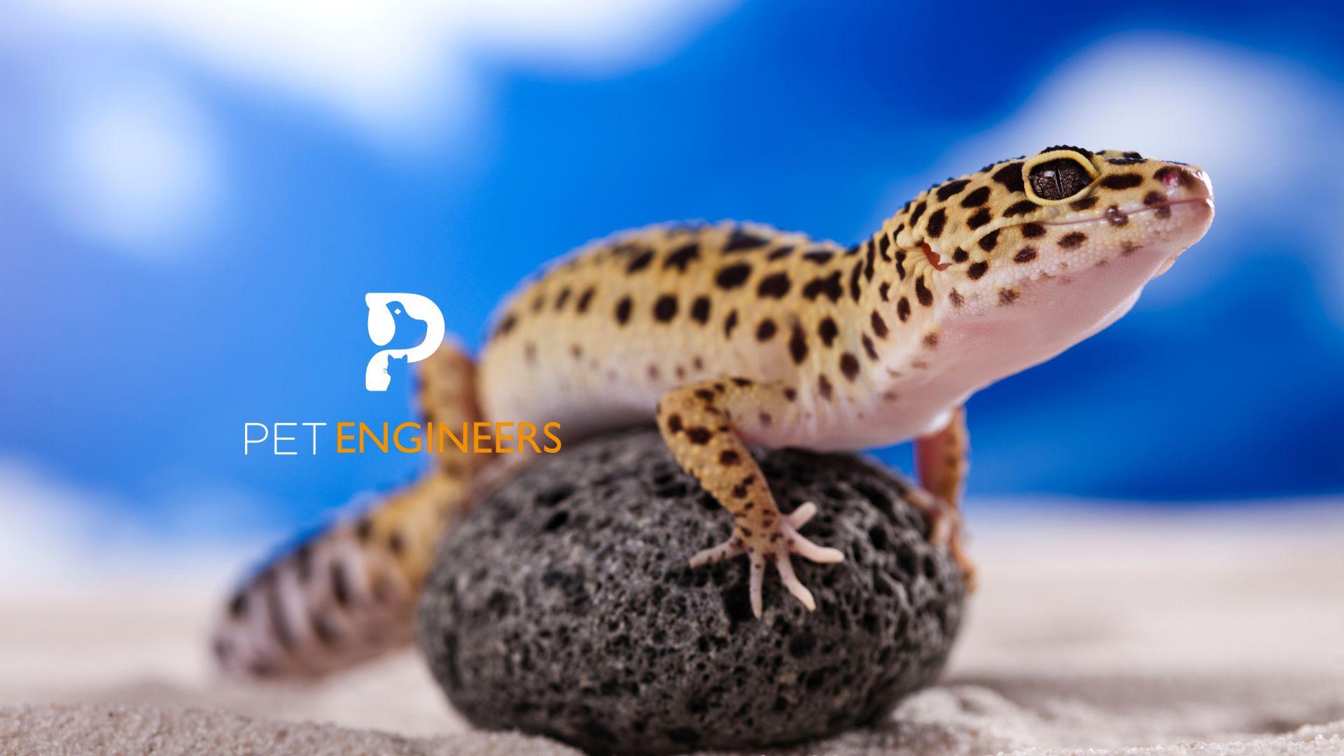 Crested Gecko vs Leopard Gecko Which is Better as a Pet in 2023? Pet