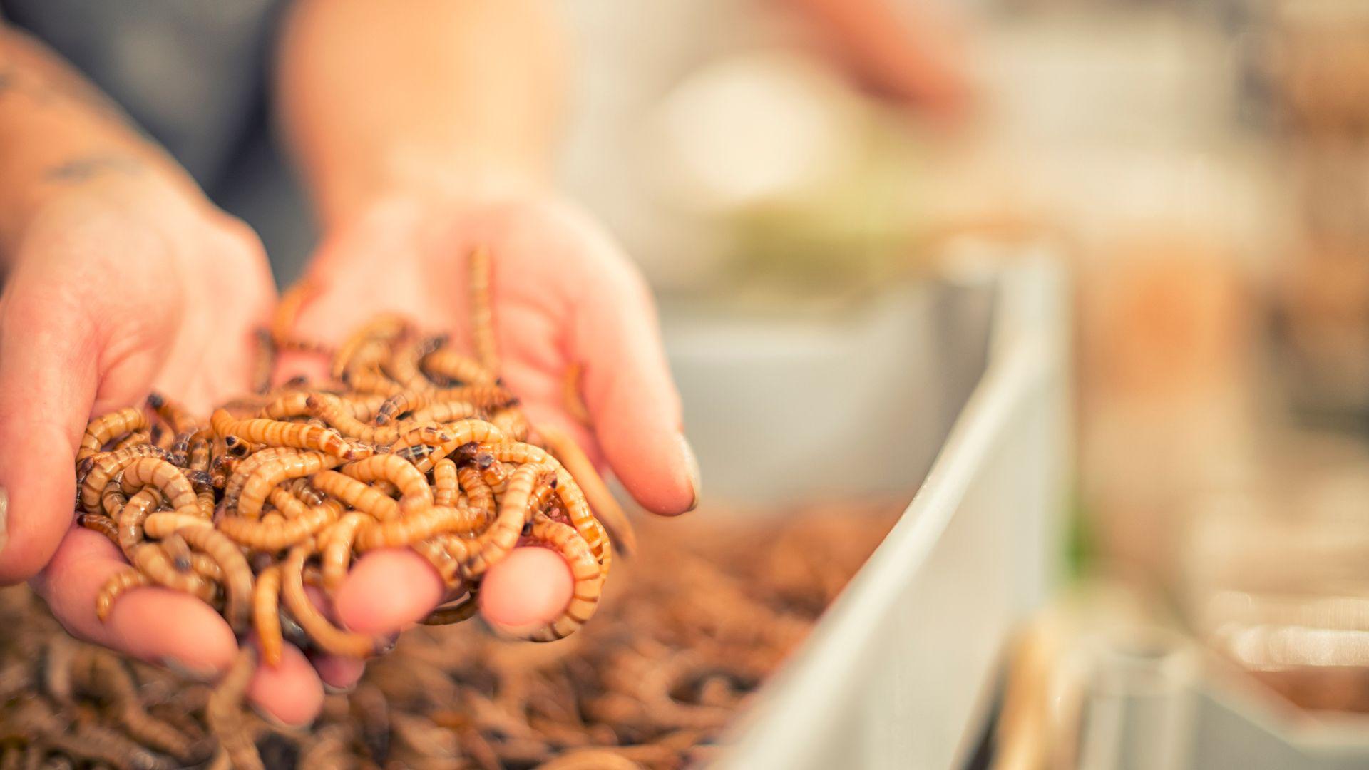 mealworms