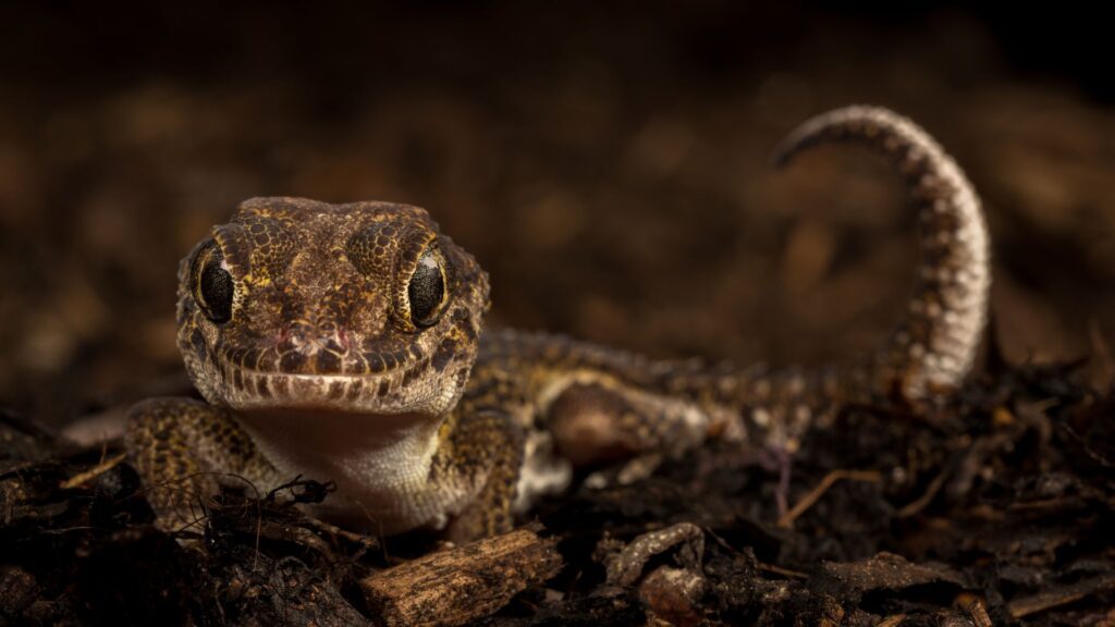 ocelot gecko