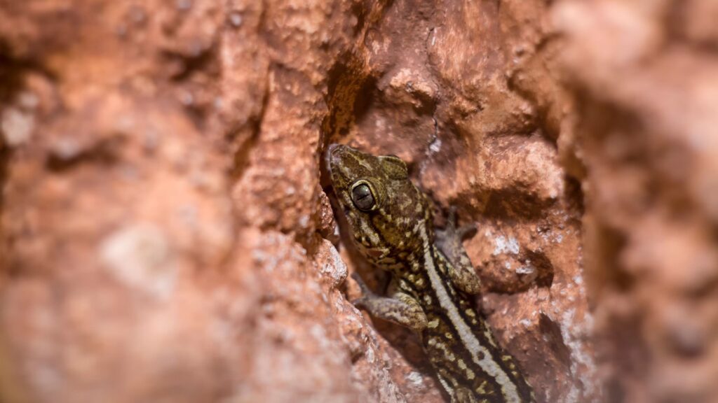 ocelot gecko close-up