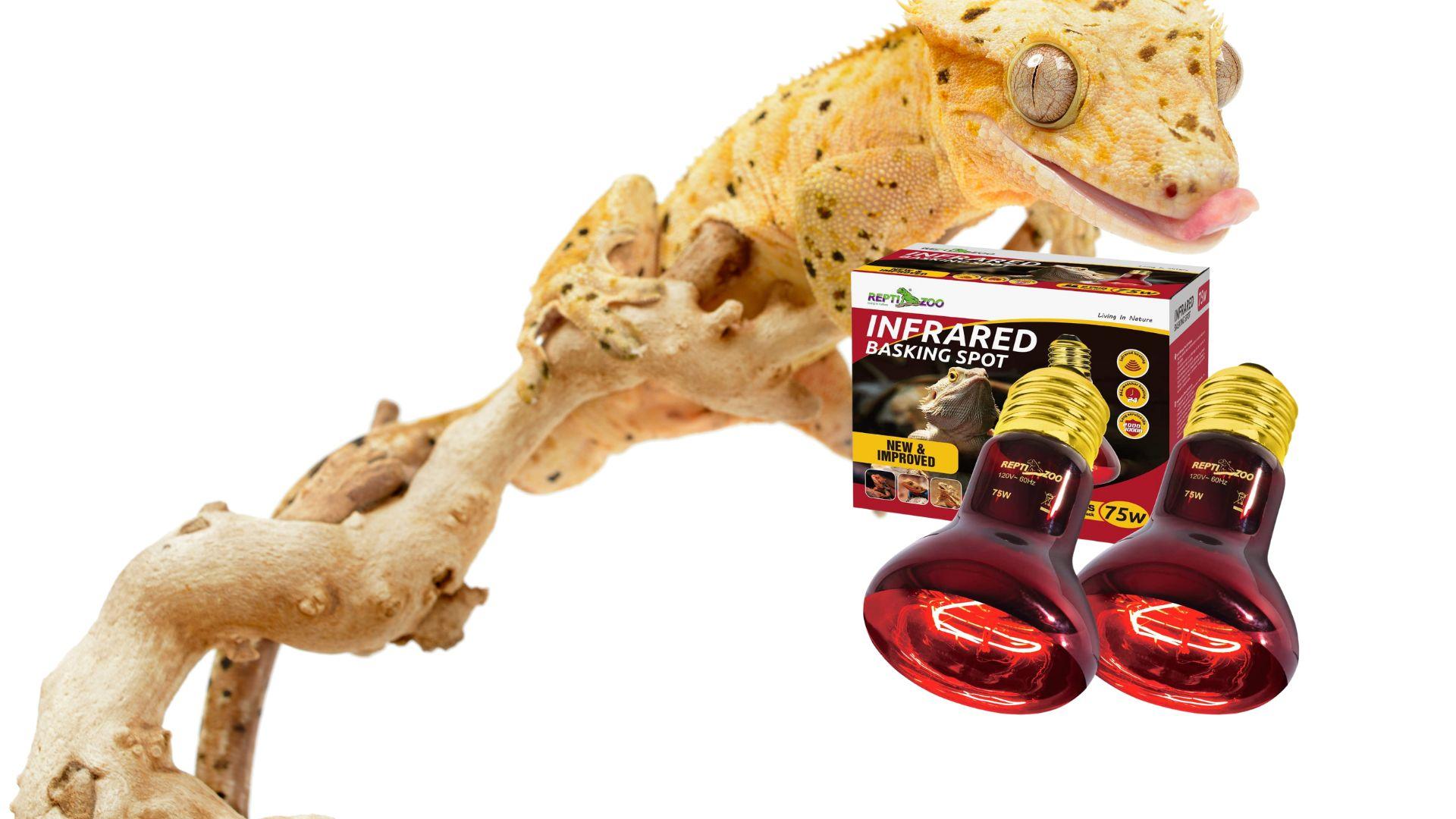 Blue vs Red Lights For Crested Gecko Which is Better? Pet Engineers