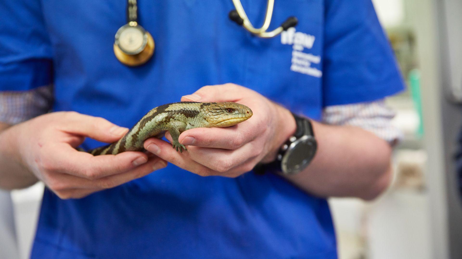 reptile vet