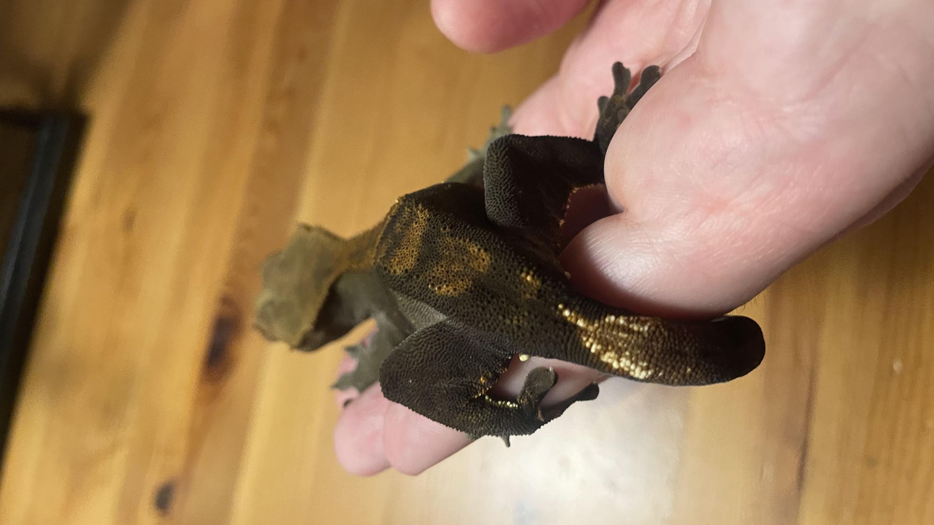 signs of a dead crested gecko