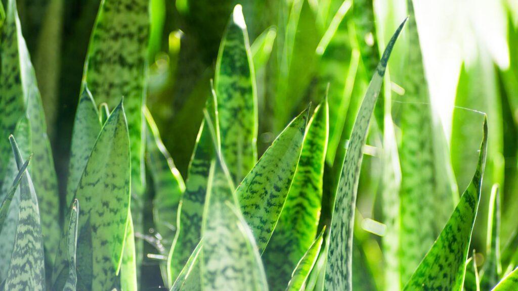 snake plant