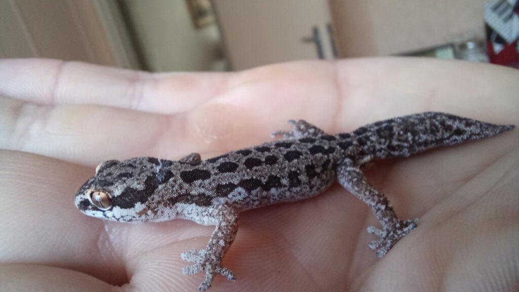 sticky toed gecko