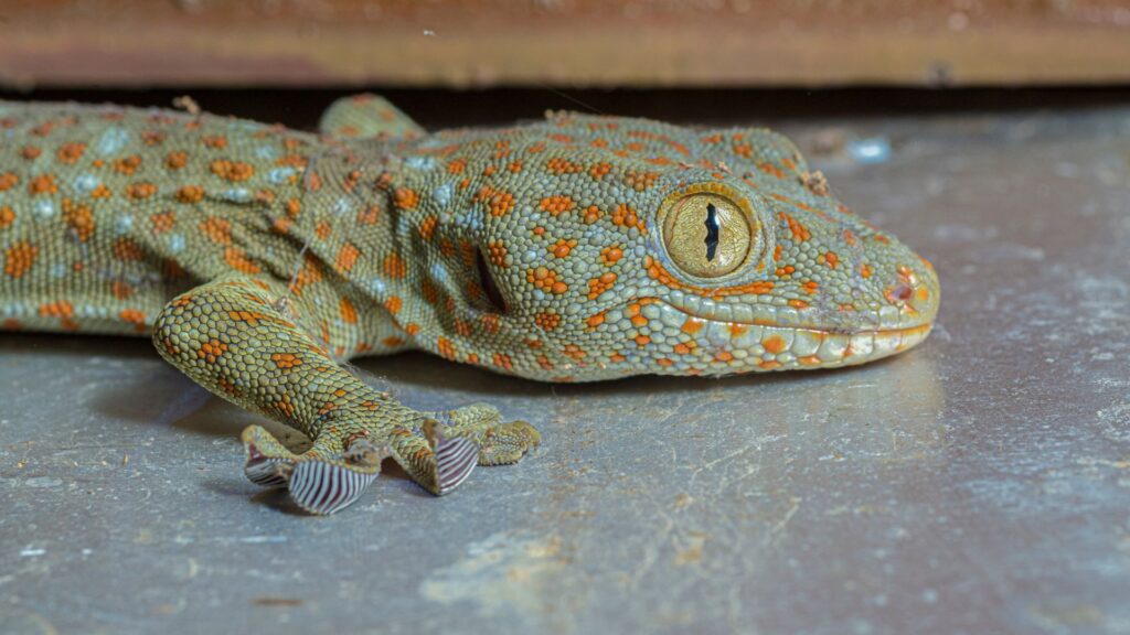 tokay gecko