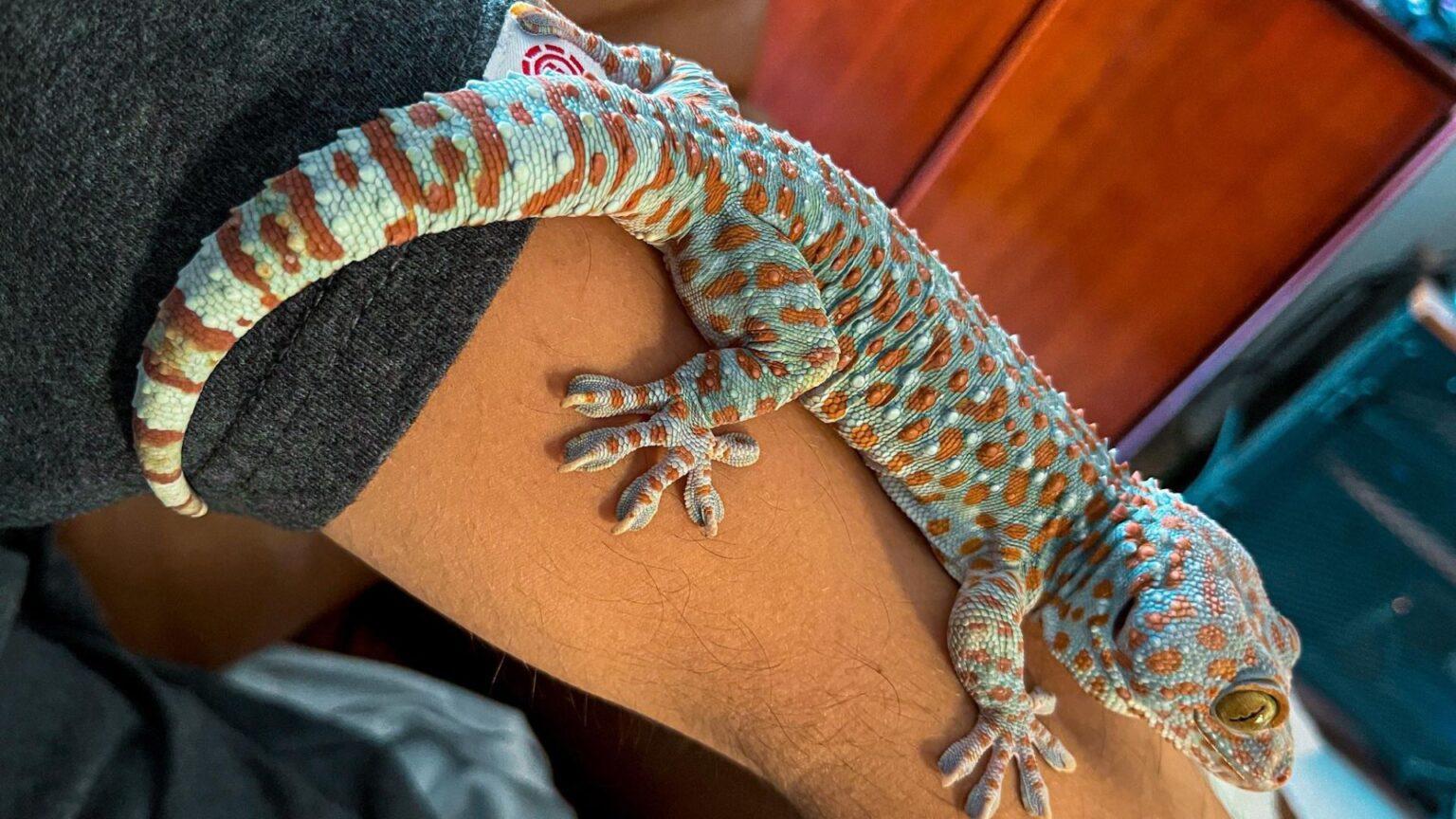 Tokay Gecko Color Tokay Gecko Care Sheet, Lifespan, Habitat and More Guide 2026 | Pet ...