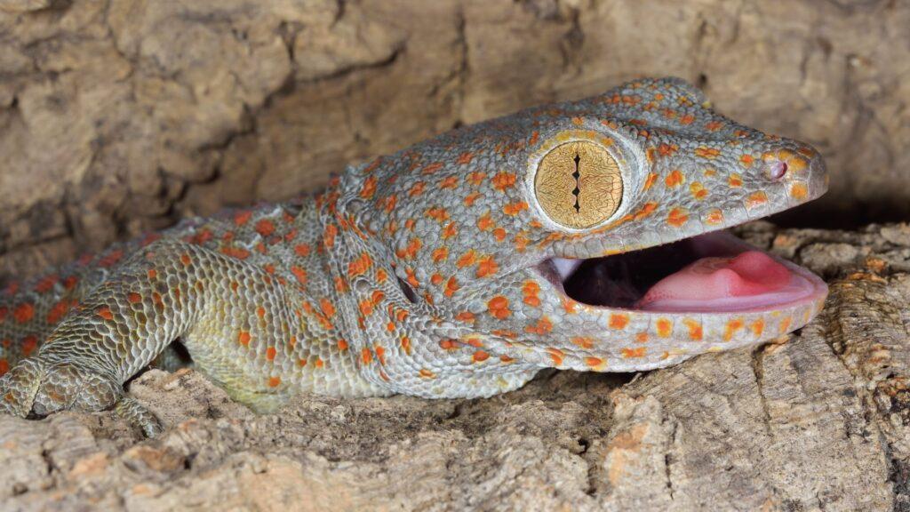 tokay gecko close up