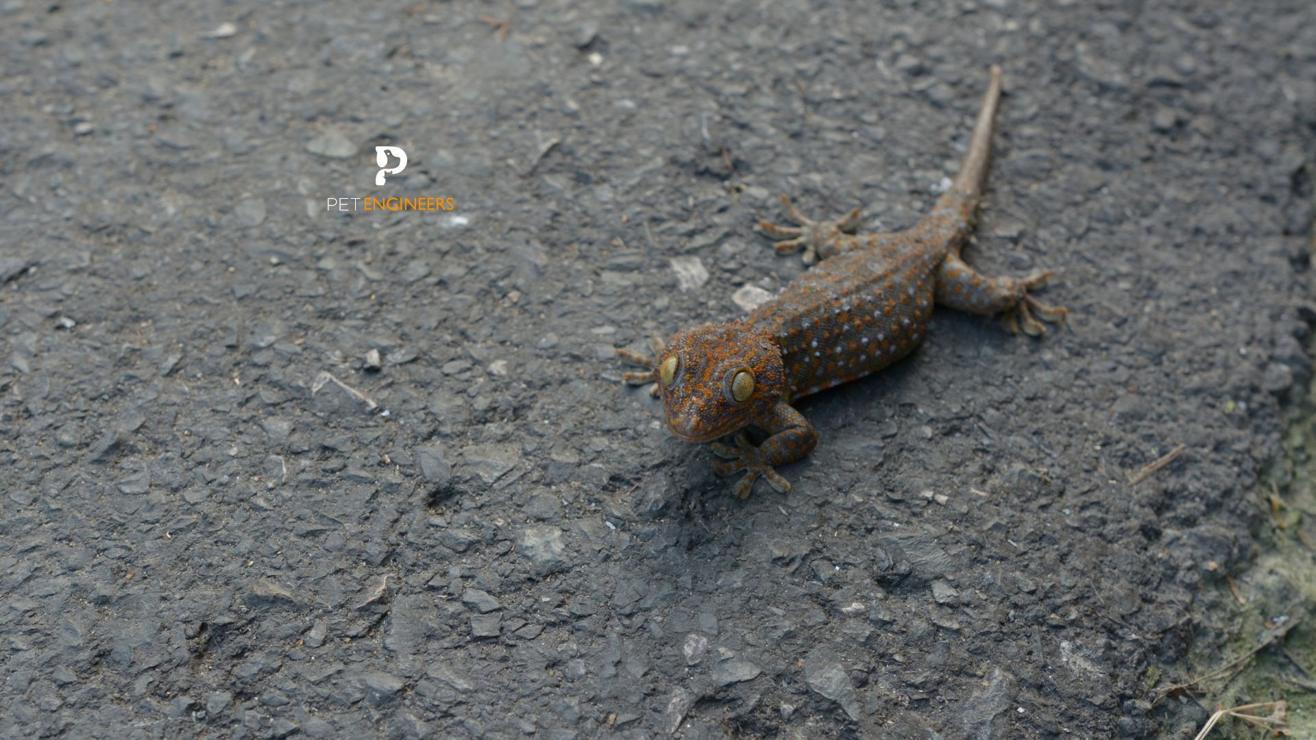 tokay gecko dying