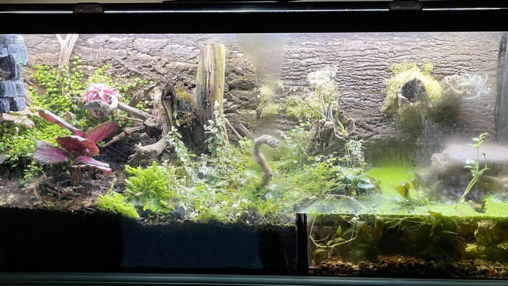 tokay gecko habitat