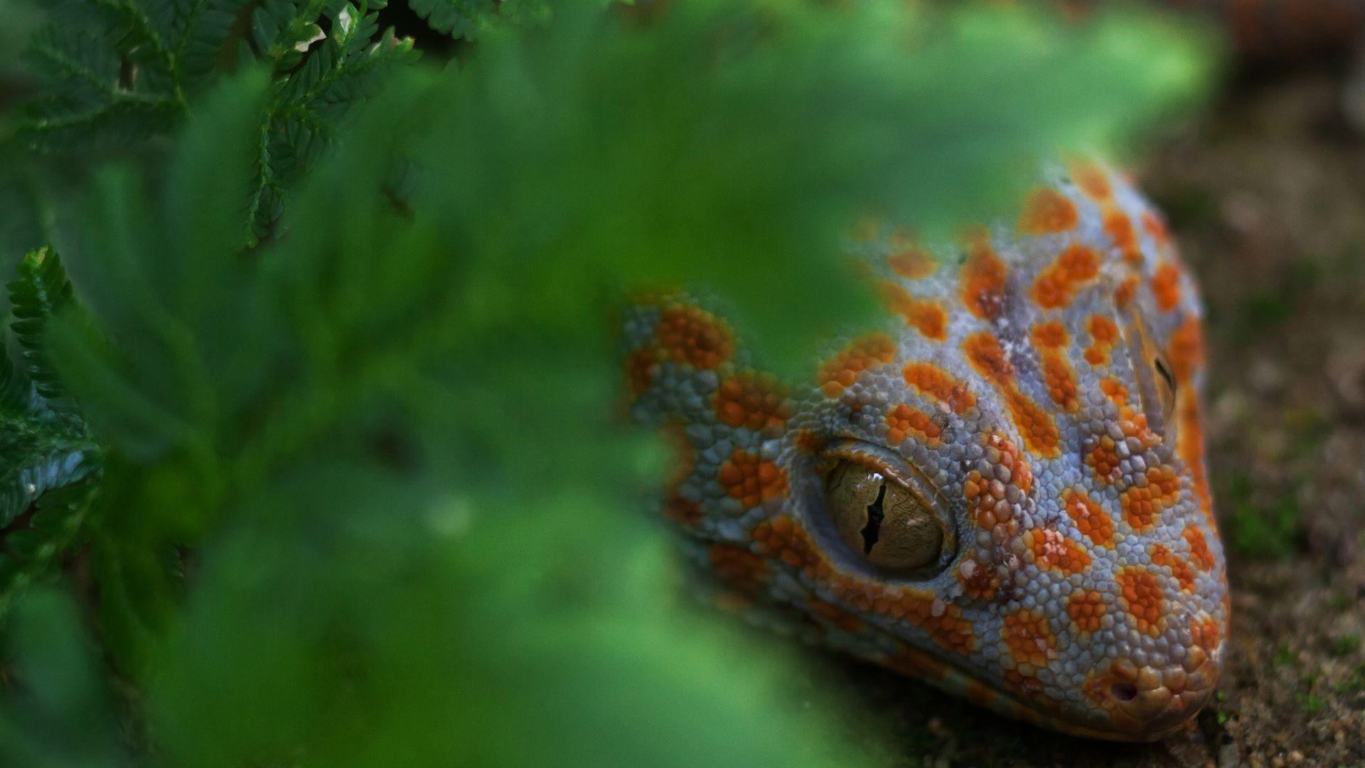 tokay gecko hiding under plants