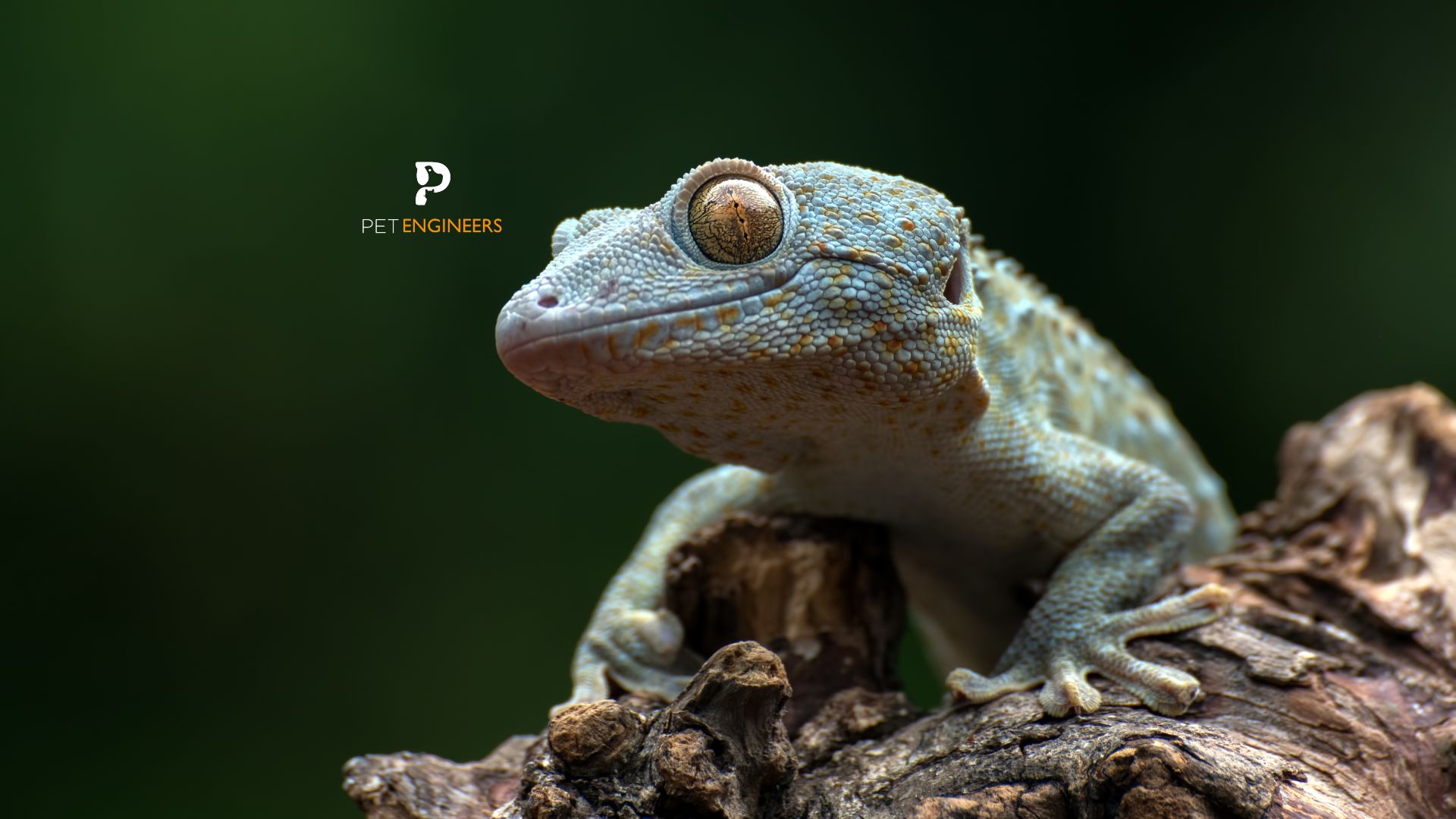 tokay gecko myths