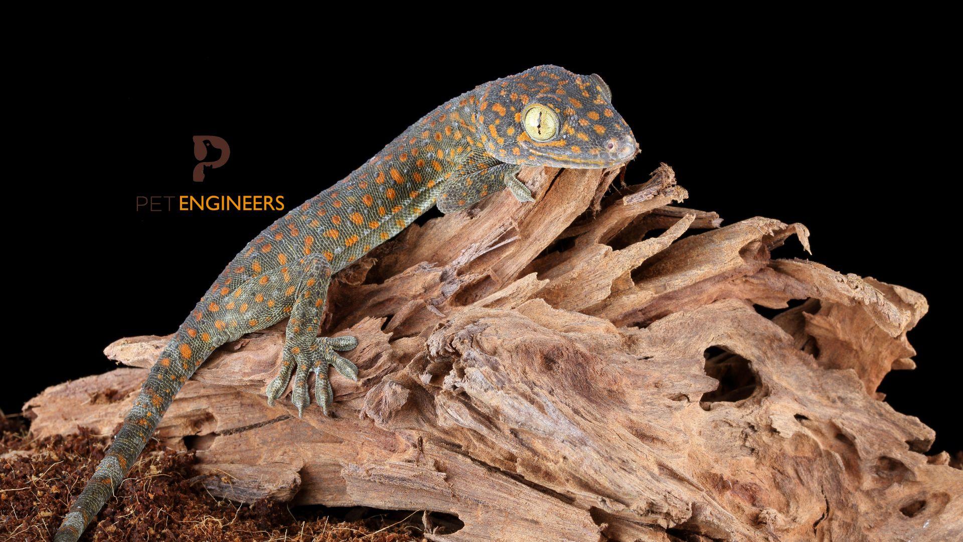 tokay gecko on a wood log