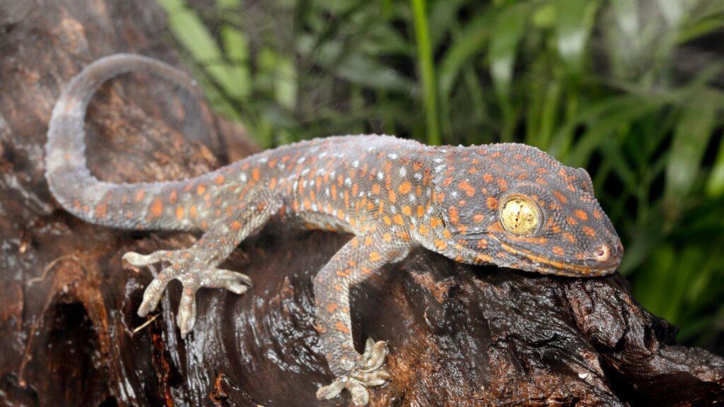 tokay gecko on branch