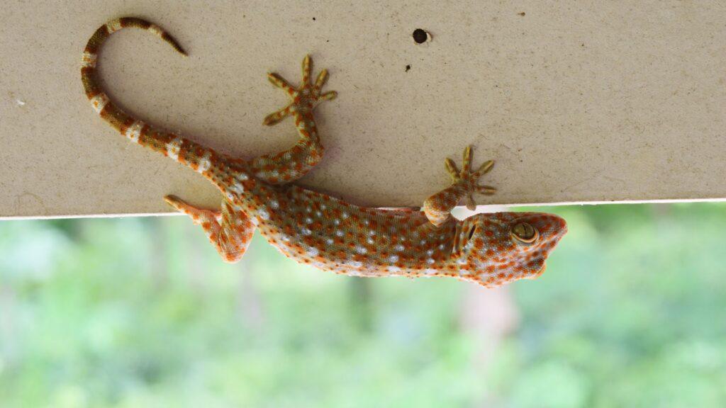 tokay gecko on ceiling