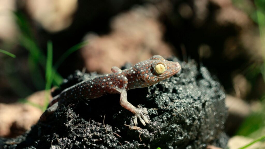 tokay gecko on rock