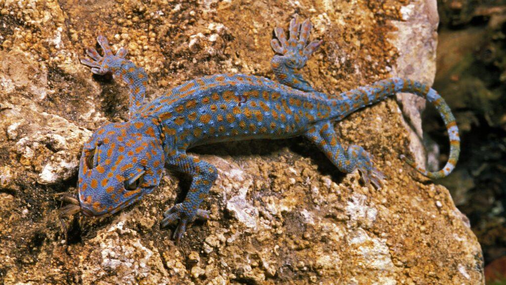tokay gecko on rock