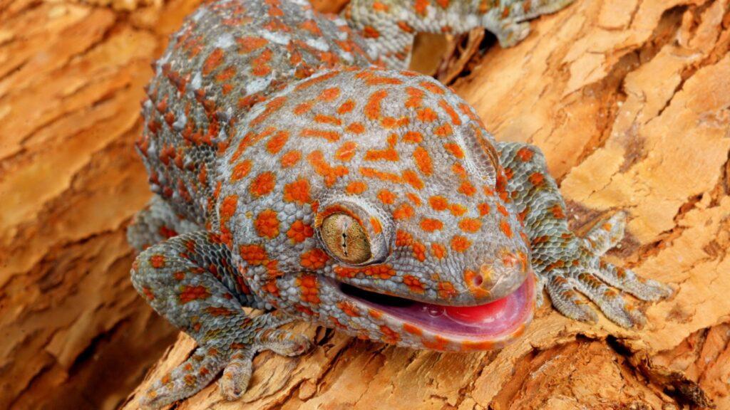 tokay gecko on wood
