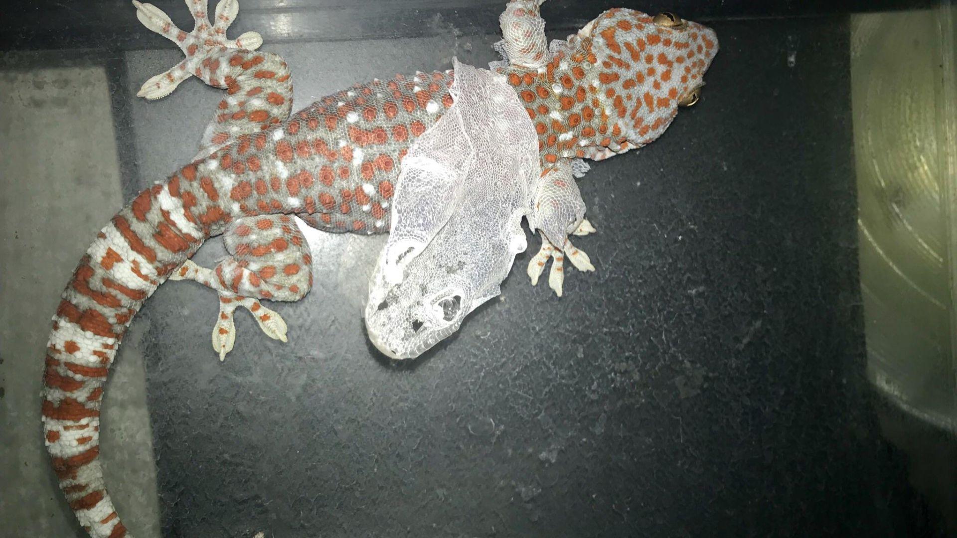 tokay gecko shed