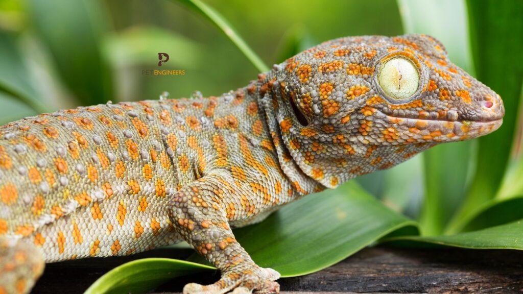 tokay gecko side view