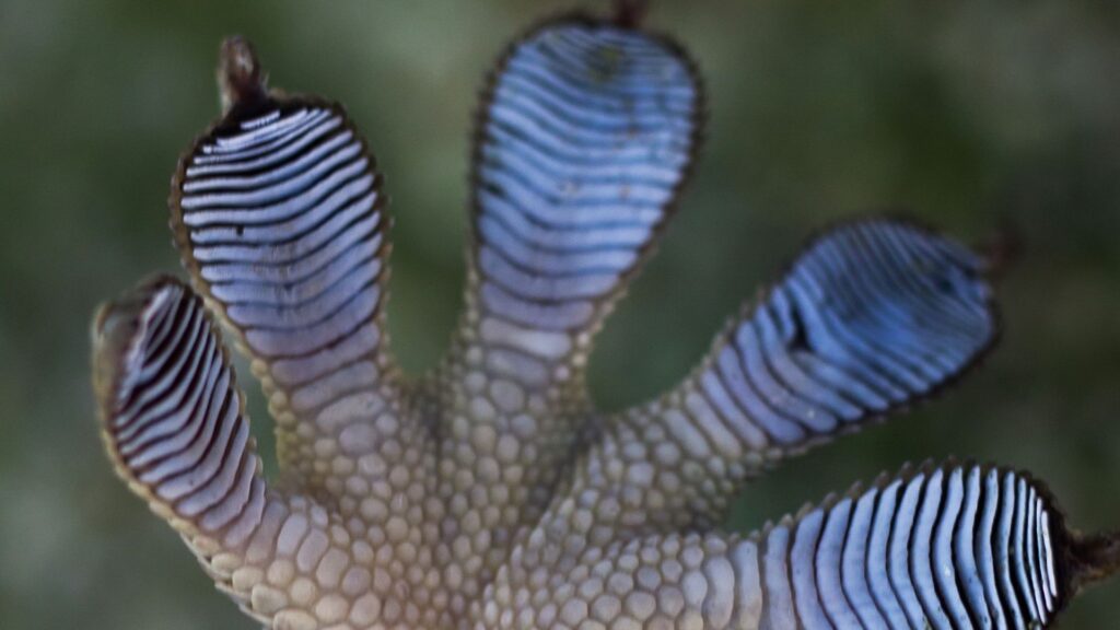 tokay gecko sticky feet