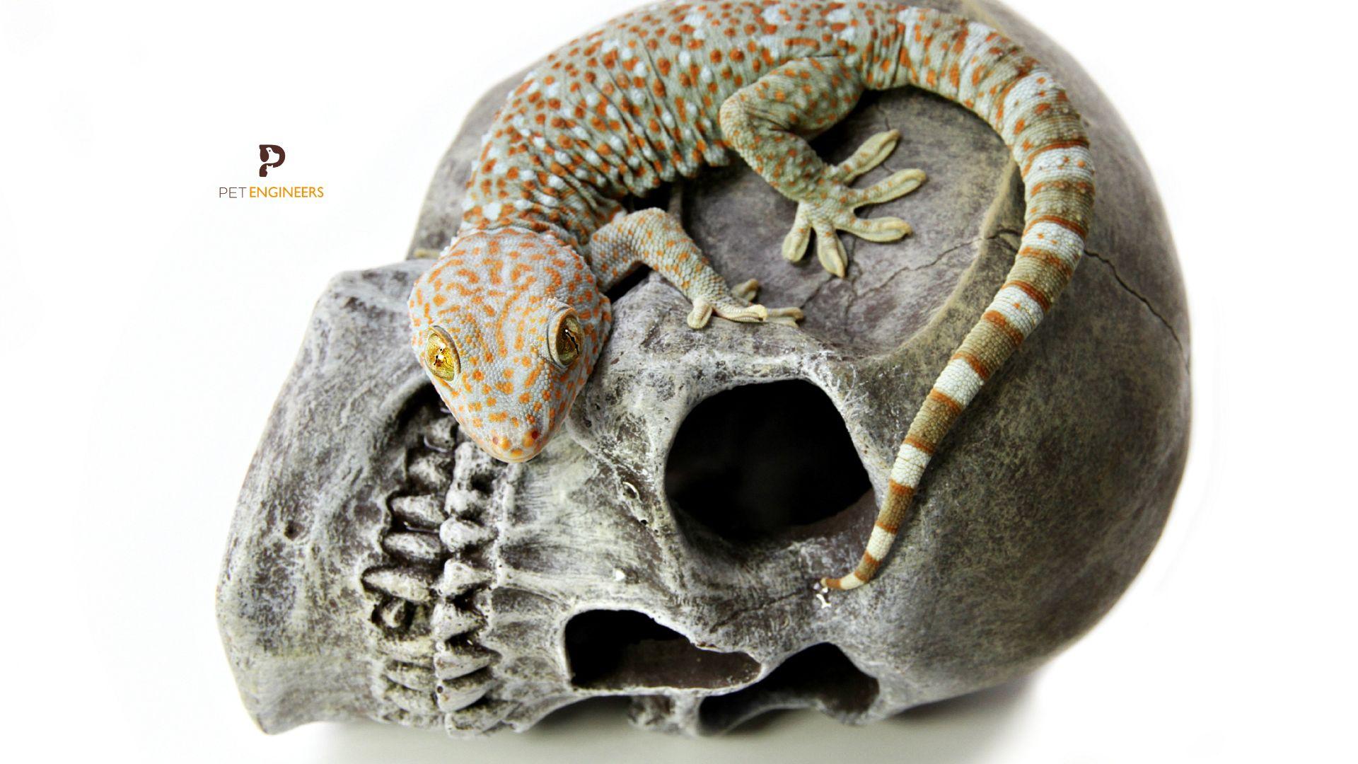 tokay gecko tail drop