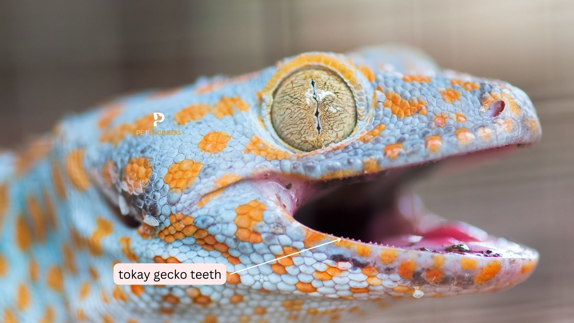 Tokay Gecko Bite How Much Does It Hurt? More Than You Think Pet