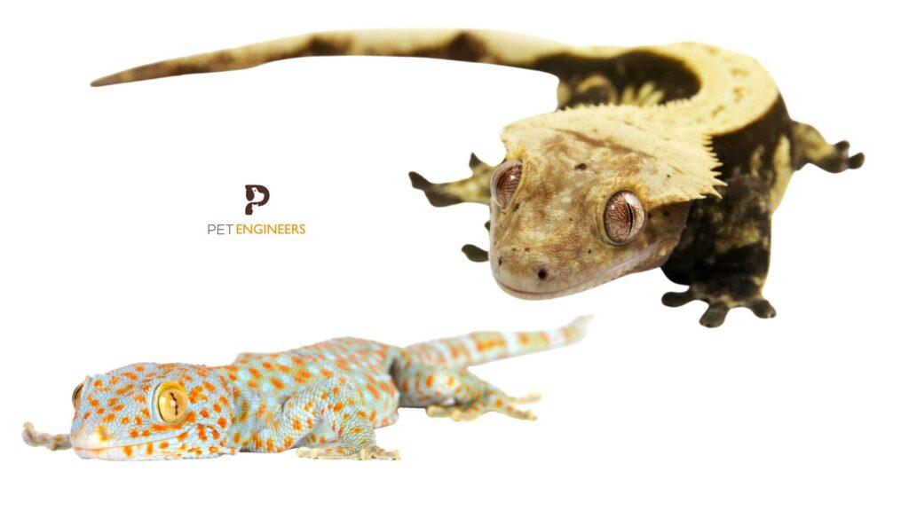 Crested Gecko vs Tokay Gecko Which is Better as a Pet in 2024? Pet