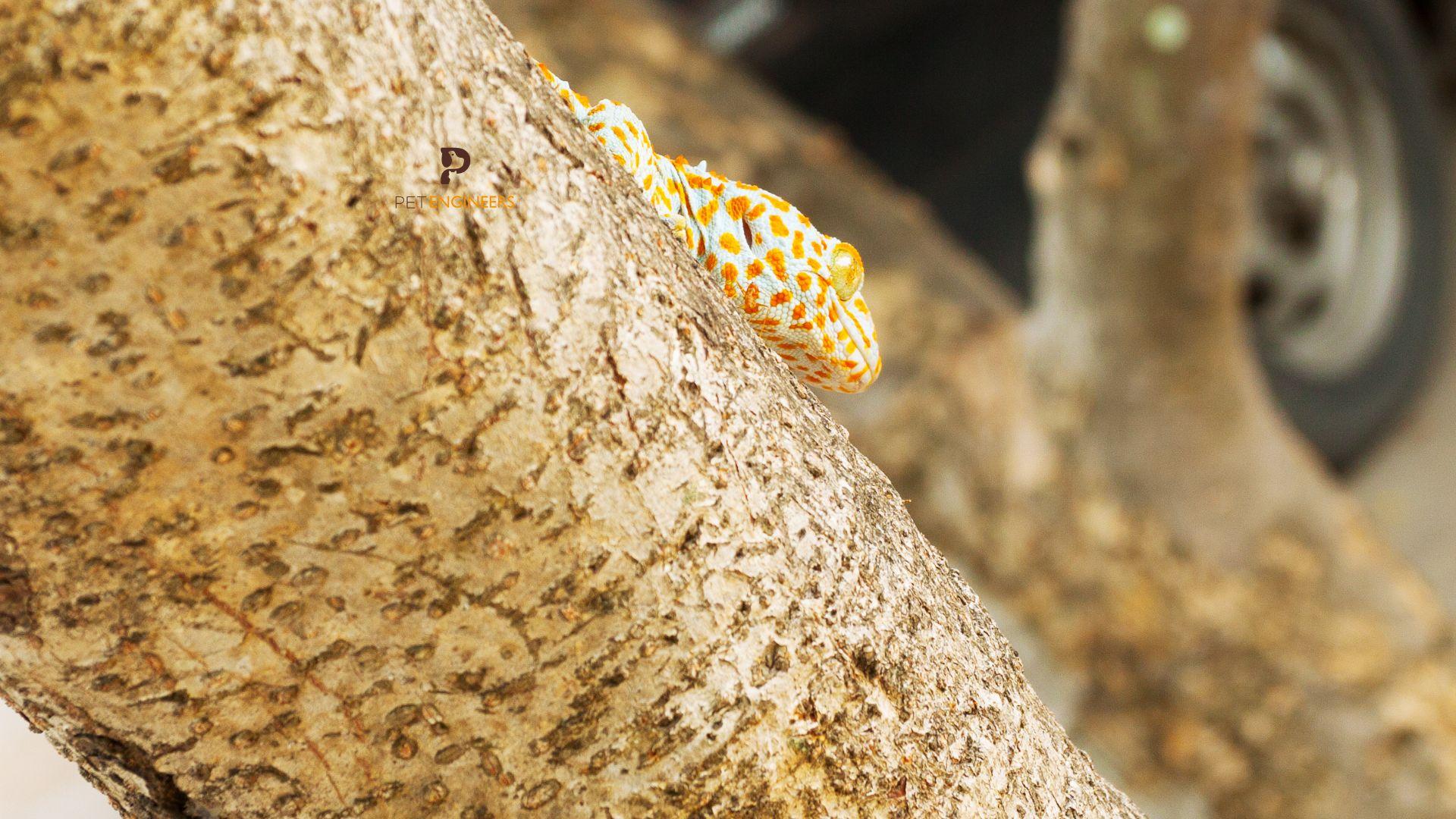 tokay geckos are arboreal