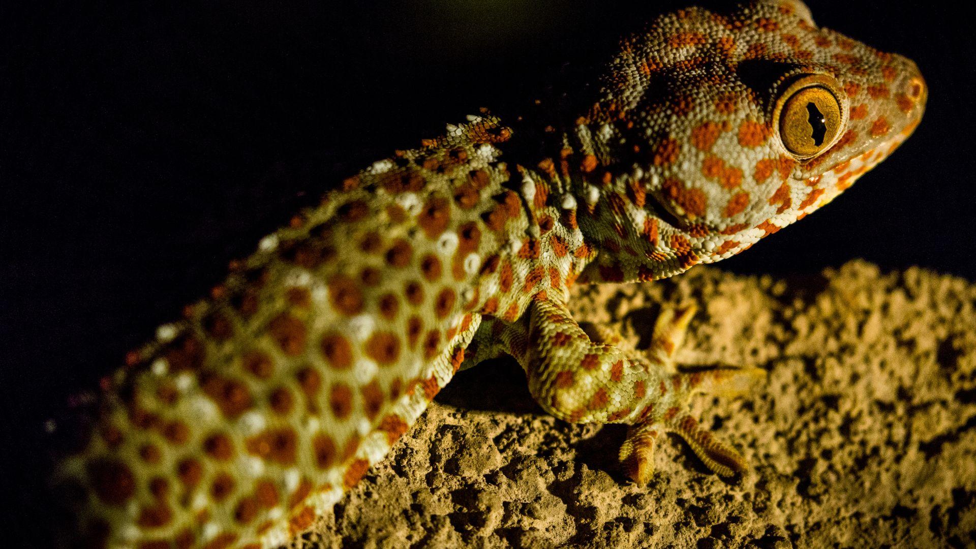 tokay geckos are nocturnal