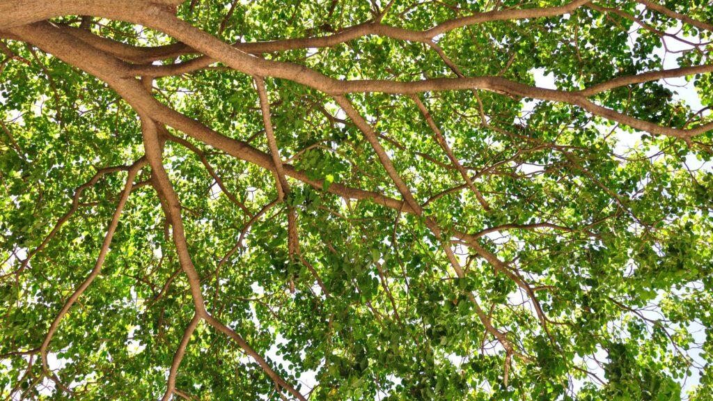 tree branches