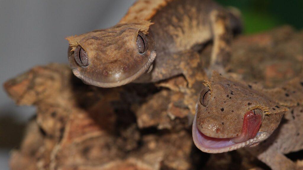 two crested geckos
