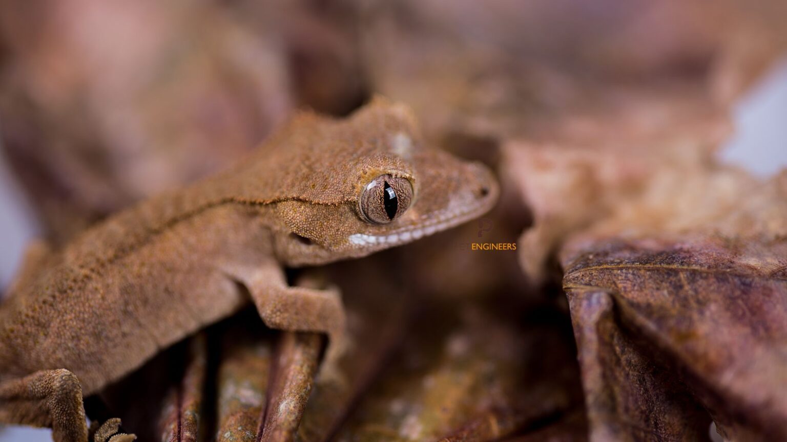 4 Reasons Why Your Crested Gecko Is Not Moving Pet Engineers