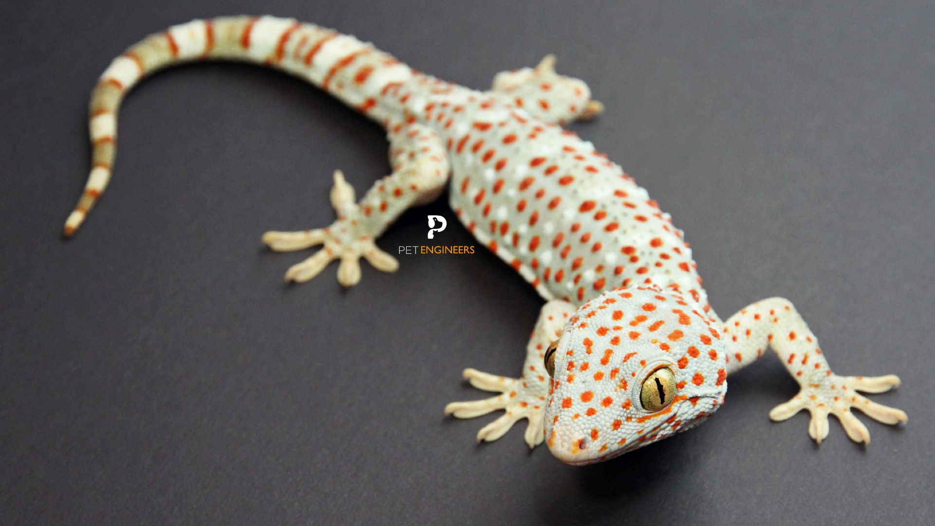 How To Get Rid of A Tokay Gecko