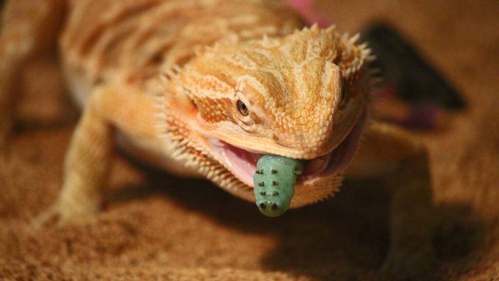 bearded dragon eating