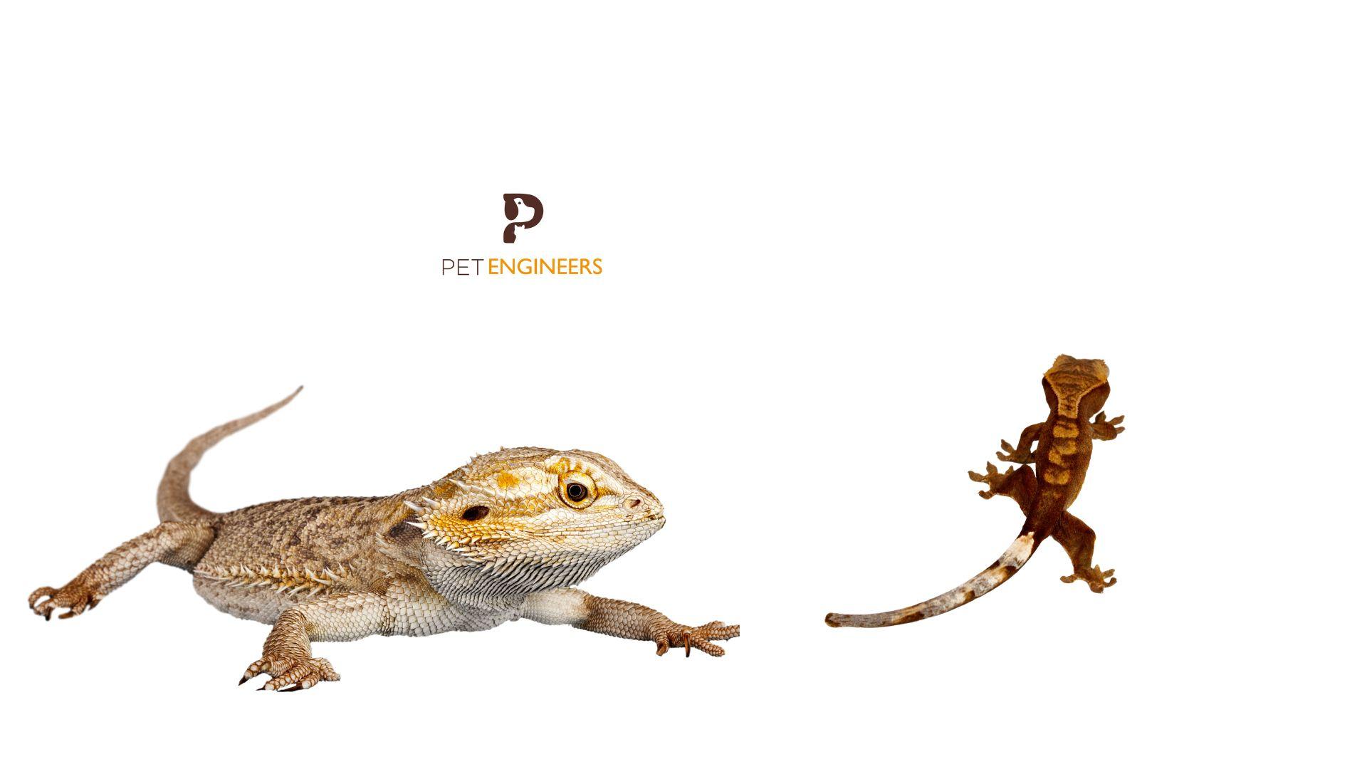 Can Crested Geckos Live With Bearded Dragons? Pet Engineers