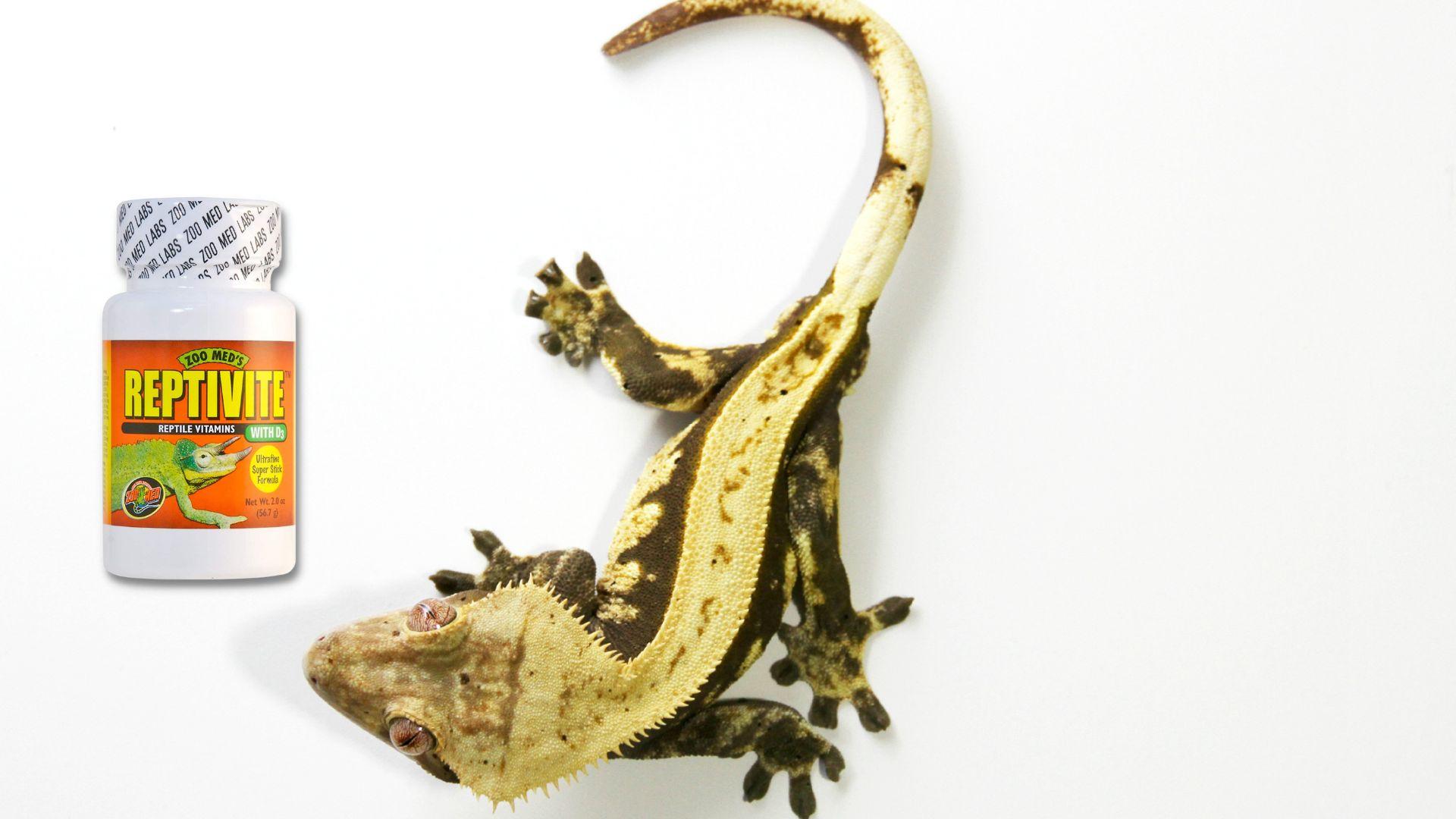 Crested Geckos Archives Pet Engineers