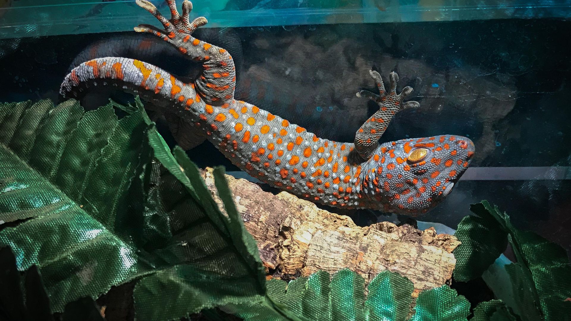 Tokay Gecko Enclosure Size, Requirements and Ideas Pet Engineers